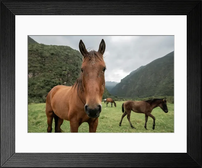 Framed Print : Horses at Hacienda Zuleta, Imbabura, Ecuador Framed Print : Horses at Hacienda Zuleta, Imbabura, Ecuador