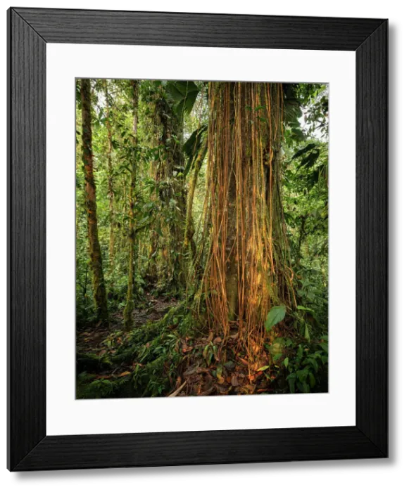Framed Print : The Cloudforest, Mashpi, Reserva Mashpi Amagusa, Pichincha, Ecuador Framed Print : The Cloudforest, Mashpi, Reserva Mashpi Amagusa, Pichincha, Ecuador