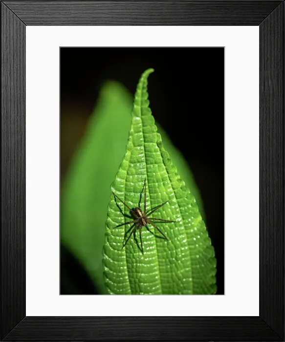 Framed Print : Spider, Mashpi Lodge, Reserva Mashpi Amagusa, Pichincha, Ecuador Framed Print : Spider, Mashpi Lodge, Reserva Mashpi Amagusa, Pichincha, Ecuador