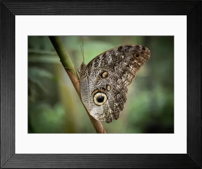 Framed Print : Owl Eyed Butterfly, Mashpi, Reserva Mashpi Amagusa, Pichincha, Ecuador Framed Print : Owl Eyed Butterfly, Mashpi, Reserva Mashpi Amagusa, Pichincha, Ecuador
