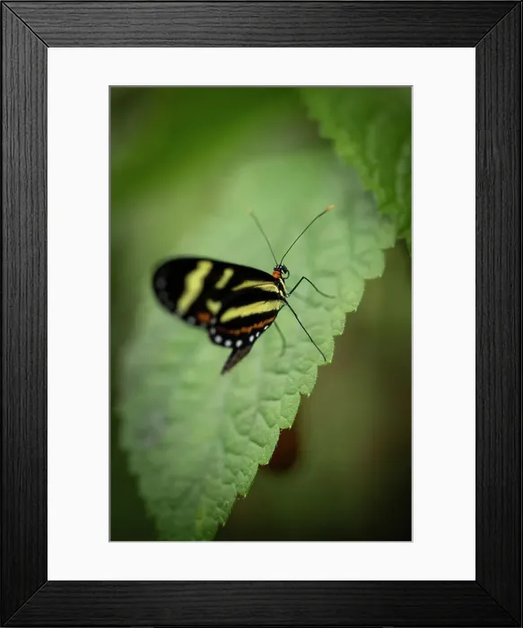 Framed Print : Mashpi, Reserva Mashpi Amagusa, Pichincha, Ecuador Framed Print : Mashpi, Reserva Mashpi Amagusa, Pichincha, Ecuador