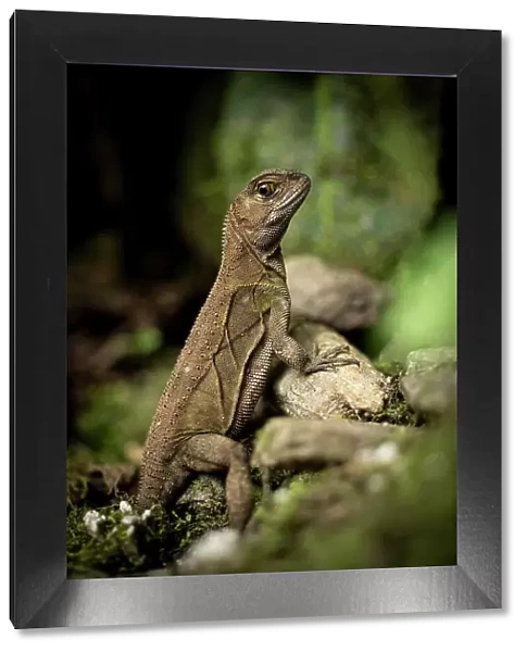 Iguana, Mashpi, Reserva Mashpi Amagusa, Pichincha, Ecuador
