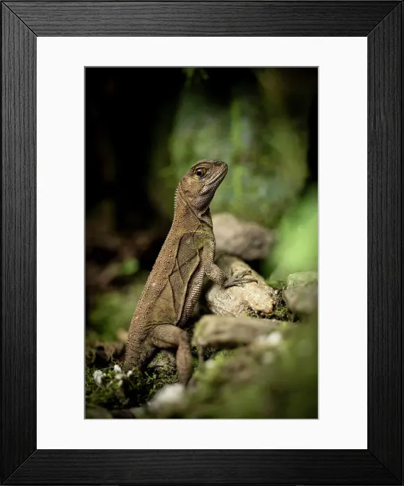 Framed Print : Iguana, Mashpi, Reserva Mashpi Amagusa, Pichincha, Ecuador Framed Print : Iguana, Mashpi, Reserva Mashpi Amagusa, Pichincha, Ecuador