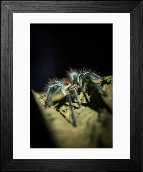 Framed Print : Taratantula Spider, Mashpi, Reserva Mashpi Amagusa, Pichincha, Ecuador Framed Print : Taratantula Spider, Mashpi, Reserva Mashpi Amagusa, Pichincha, Ecuador
