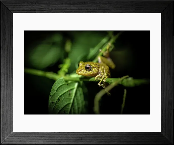Framed Print : Treefrog, Mashpi, Reserva Mashpi Amagusa, Pichincha, Ecuador Framed Print : Treefrog, Mashpi, Reserva Mashpi Amagusa, Pichincha, Ecuador