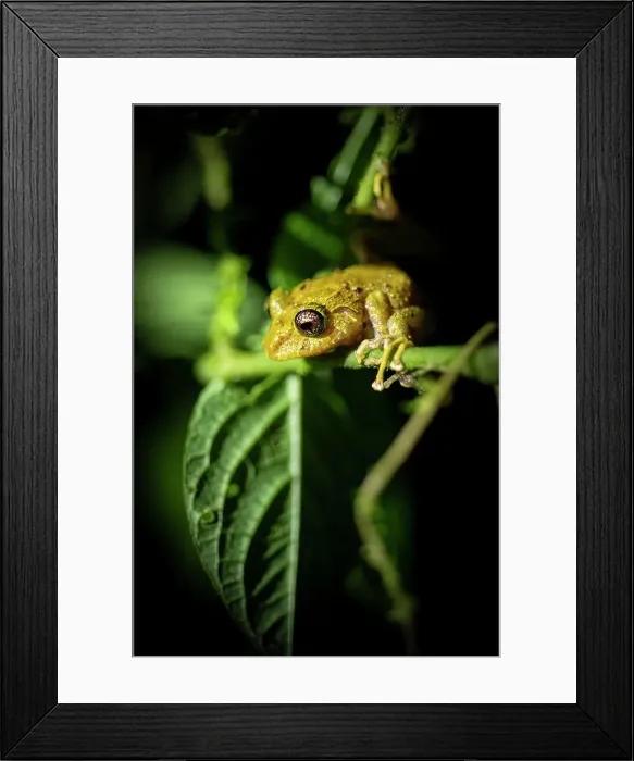 Framed Print : Treefrog, Mashpi, Reserva Mashpi Amagusa, Pichincha, Ecuador Framed Print : Treefrog, Mashpi, Reserva Mashpi Amagusa, Pichincha, Ecuador