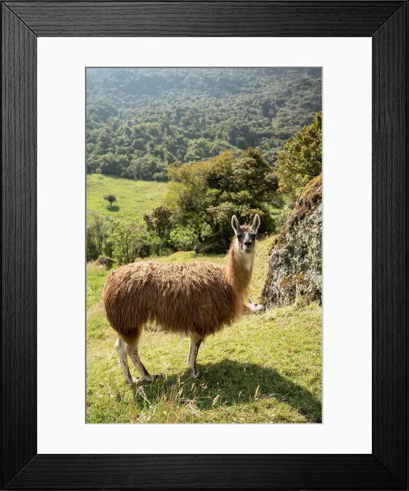 Framed Print : Llama, Termas de Papallacta, Napo, Ecuador Framed Print : Llama, Termas de Papallacta, Napo, Ecuador