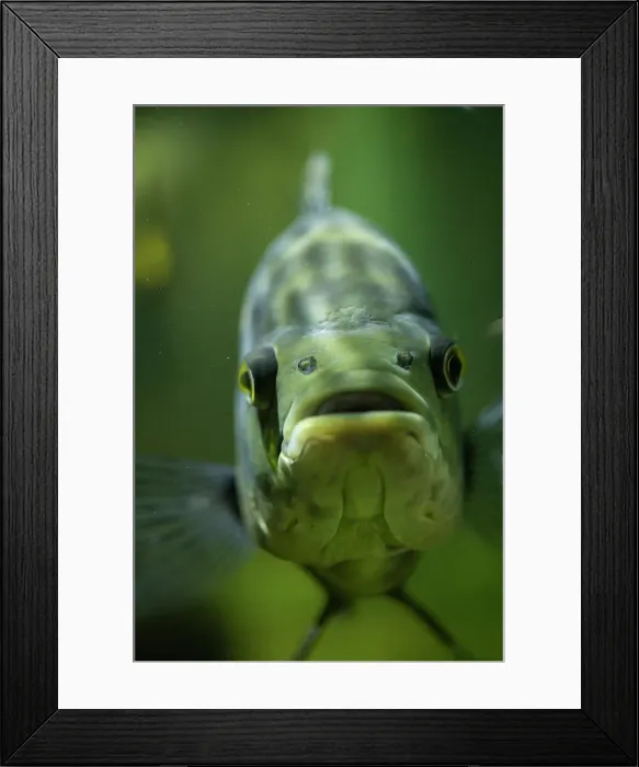 Framed Print : Piranha, Napo Province, Ecuador Framed Print : Piranha, Napo Province, Ecuador