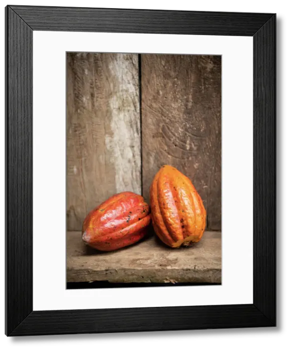 Framed Print : Cocoa bean, Cotundo, Napo Province, Amazonia, Ecuador Framed Print : Cocoa bean, Cotundo, Napo Province, Amazonia, Ecuador