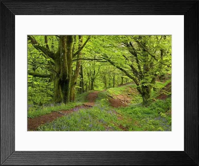 Framed Print : Common bluebells flowering on the ramparts of Hembury Fort, and Iron Age Hillfort near Honiton, Devon. Spring (May) 2023 Framed Print : Common bluebells flowering on the ramparts of Hembury Fort, and Iron Age Hillfort near Honiton, Devon. Spring (May) 2023
