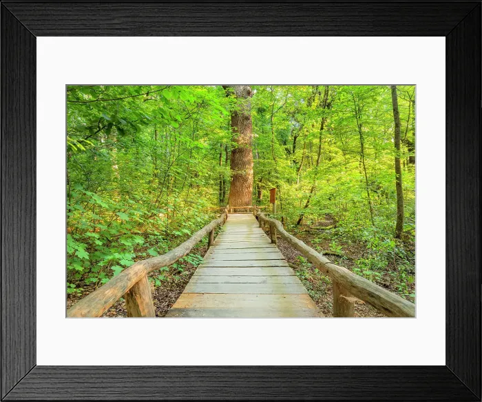 Framed Print : Beech forest, Hainich National Park, UNESCO World Heritage Site, Bad Langensalza, Thuringia, Germany Framed Print : Beech forest, Hainich National Park, UNESCO World Heritage Site, Bad Langensalza, Thuringia, Germany