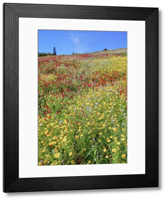 Framed Print : Wild flowers blooming, Agrigento, Sicily, Italy Framed Print : Wild flowers blooming, Agrigento, Sicily, Italy
