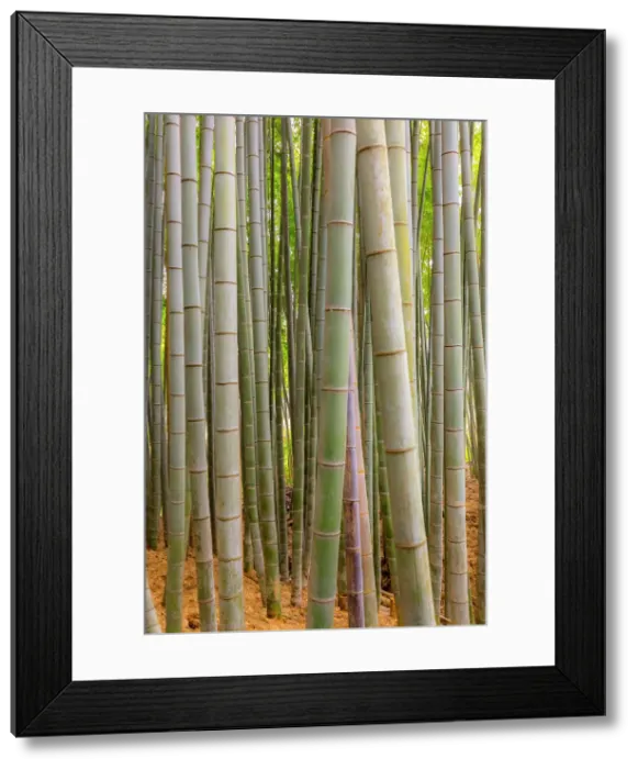Framed Print : Pathway through the Bamboo Forest at Sagano, Arashiyama, Kyoto, Japan