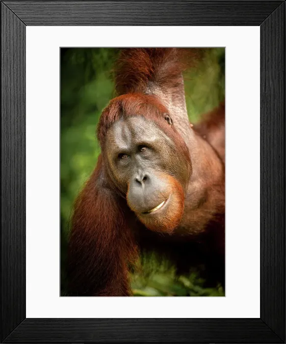 Framed Print : Orangutan at Semenggoh Wildlife Rehabilitation Center, Sarawak, Borneo, Malaysia, Asia Framed Print : Orangutan at Semenggoh Wildlife Rehabilitation Center, Sarawak, Borneo, Malaysia, Asia