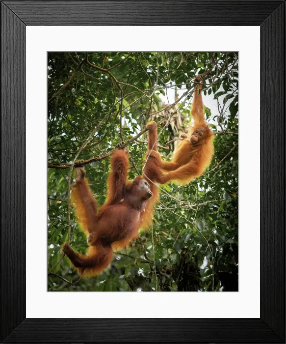 Framed Print : Orangutans at Semenggoh Wildlife Rehabilitation Center, Sarawak, Borneo, Malaysia, Asia Framed Print : Orangutans at Semenggoh Wildlife Rehabilitation Center, Sarawak, Borneo, Malaysia, Asia