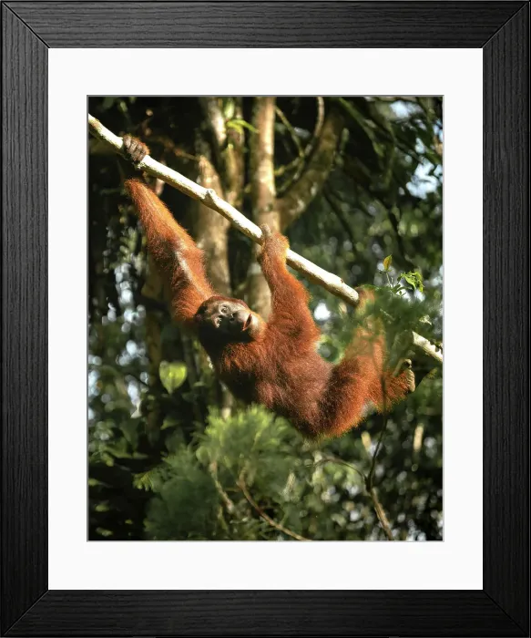 Framed Print : Orangutan at Semenggoh Wildlife Rehabilitation Center, Sarawak, Borneo, Malaysia, Asia Framed Print : Orangutan at Semenggoh Wildlife Rehabilitation Center, Sarawak, Borneo, Malaysia, Asia