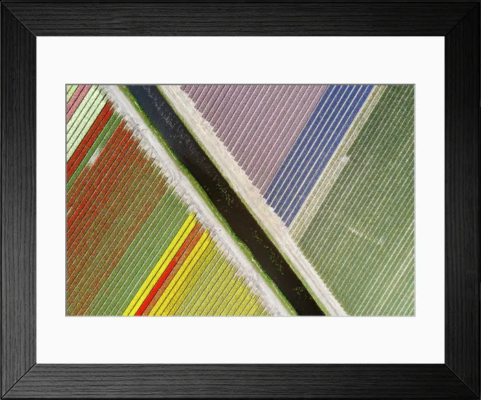 Framed Print : An aerial view of tulip fields near Lisse, North Holland, Netherlands