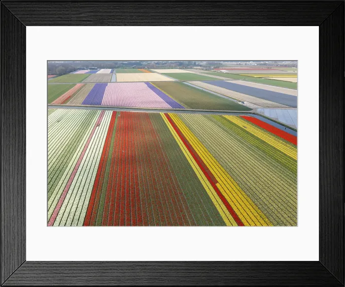 Framed Print : An aerial view of tulip fields near Lisse, North Holland, Netherlands Framed Print : An aerial view of tulip fields near Lisse, North Holland, Netherlands