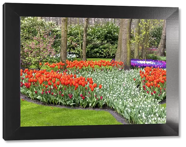 A colourful flowerbed in Keukenhof gardens, Lisse, North Holland, Netherlands