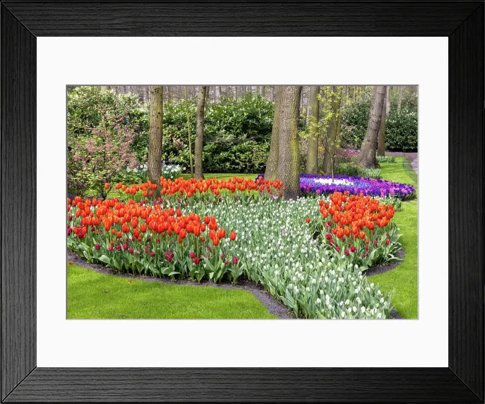 Framed Print : A colourful flowerbed in Keukenhof gardens, Lisse, North Holland, Netherlands Framed Print : A colourful flowerbed in Keukenhof gardens, Lisse, North Holland, Netherlands