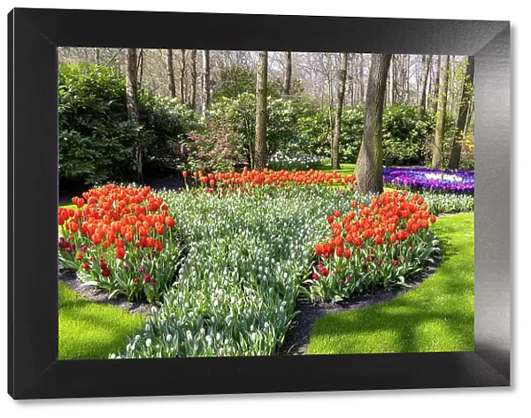 A colourful display of flowers in the Keukenhof gardens, Lisse, North Holland, Netherlands