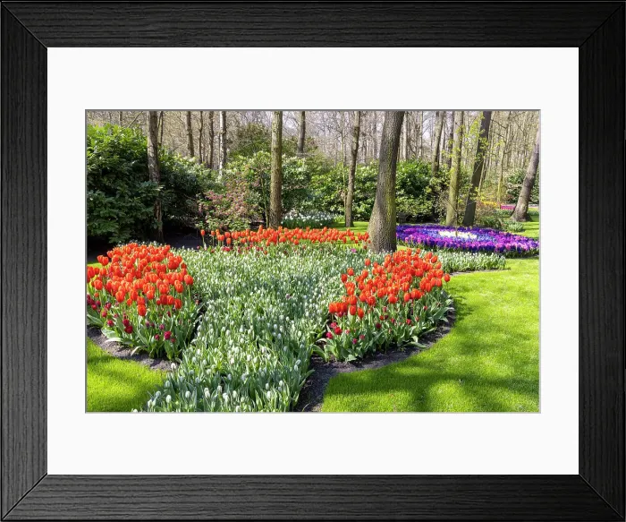 Framed Print : A colourful display of flowers in the Keukenhof gardens, Lisse, North Holland, Netherlands Framed Print : A colourful display of flowers in the Keukenhof gardens, Lisse, North Holland, Netherlands