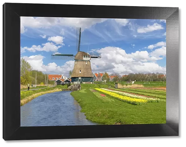 A windmill and tulips, Marken, North Holland, Netherlands