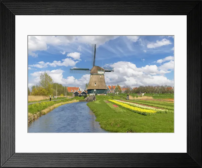 Framed Print : A windmill and tulips, Marken, North Holland, Netherlands Framed Print : A windmill and tulips, Marken, North Holland, Netherlands
