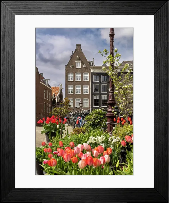 Framed Print : A typical house in Amsterdam with tulips in the foreground, Amsterdam, North Holland, Netherlands Framed Print : A typical house in Amsterdam with tulips in the foreground, Amsterdam, North Holland, Netherlands