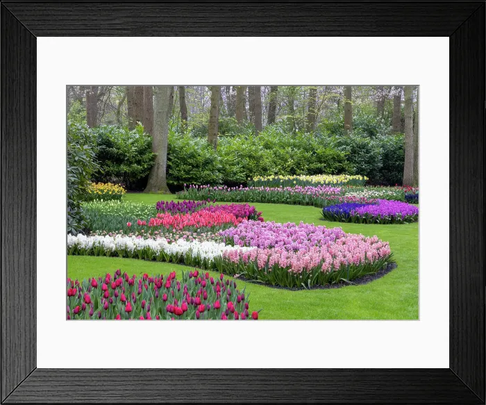 Framed Print : Keukenhof gardens, Lisse, North Holland, Netherlands Framed Print : Keukenhof gardens, Lisse, North Holland, Netherlands