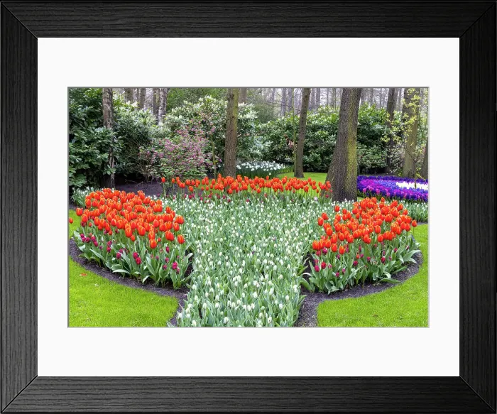 Framed Print : Keukenhof gardens, Lisse, North Holland, Netherlands Framed Print : Keukenhof gardens, Lisse, North Holland, Netherlands
