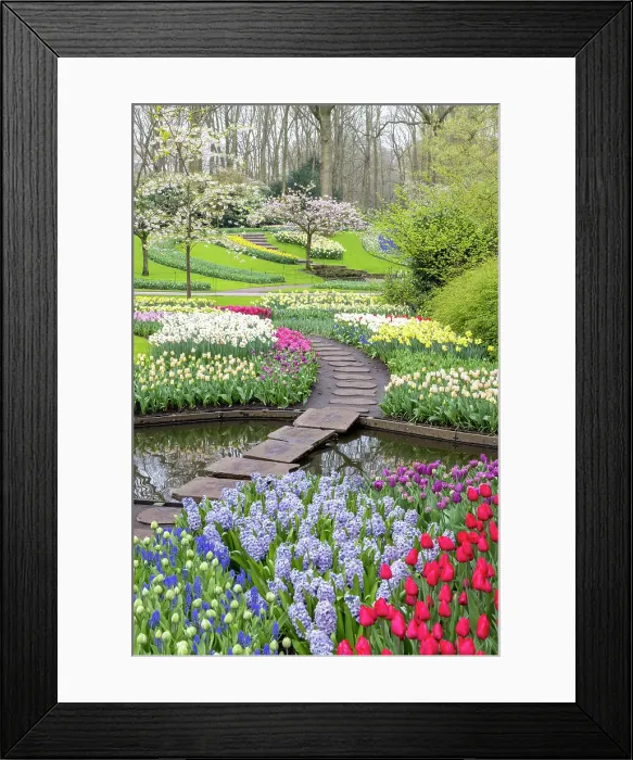 Framed Print : Keukenhof gardens, Lisse, North Holland, Netherlands