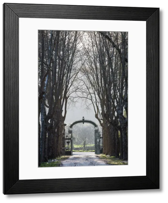 Framed Print : Portugal, Oporto, Forjaes, Quinta de Curvos, The central tree-lined road in the property Framed Print : Portugal, Oporto, Forjaes, Quinta de Curvos, The central tree-lined road in the property