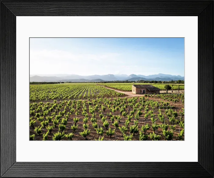 Framed Print : Spain, Balearic Islands, Mallorca, Consell, Elevated view of the vineyards of the Ribas winery