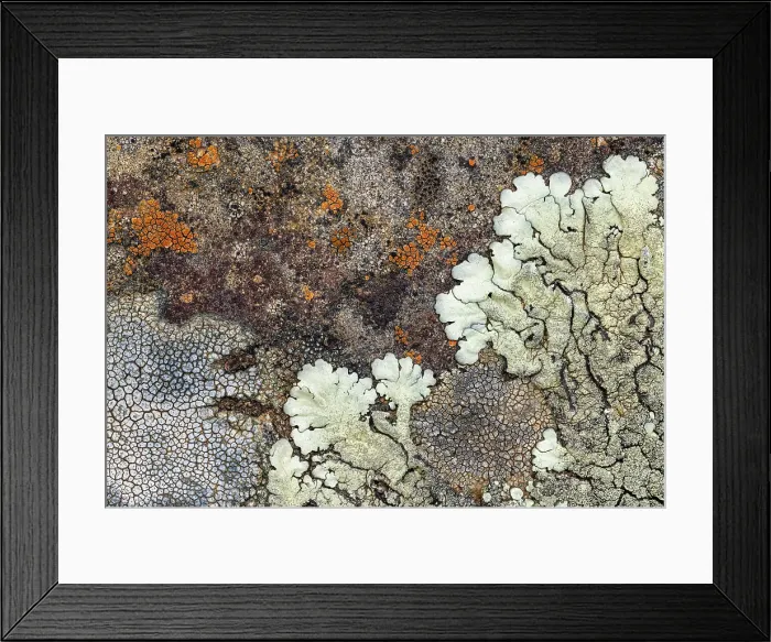Framed Print : Pattern of lichen on rock, La Palma, Canary Islands, Spain Framed Print : Pattern of lichen on rock, La Palma, Canary Islands, Spain