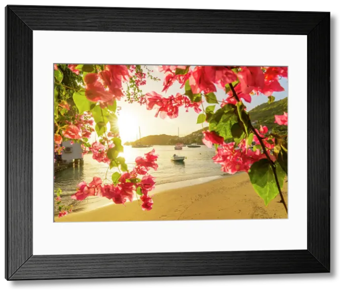 Framed Print : Bougainvillea, Bequia Island, Grenadine Islands, Saint Vincent and the Grenadines, Caribbean Framed Print : Bougainvillea, Bequia Island, Grenadine Islands, Saint Vincent and the Grenadines, Caribbean
