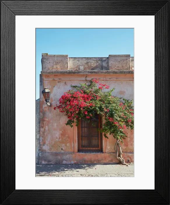 Framed Print : A bouganville tree in front of a colonial architecture house of Colonia del Sacramento, Uruguay. Colonia was declared UNESCO World Heritage Site in 1995 Framed Print : A bouganville tree in front of a colonial architecture house of Colonia del Sacramento, Uruguay. Colonia was declared UNESCO World Heritage Site in 1995