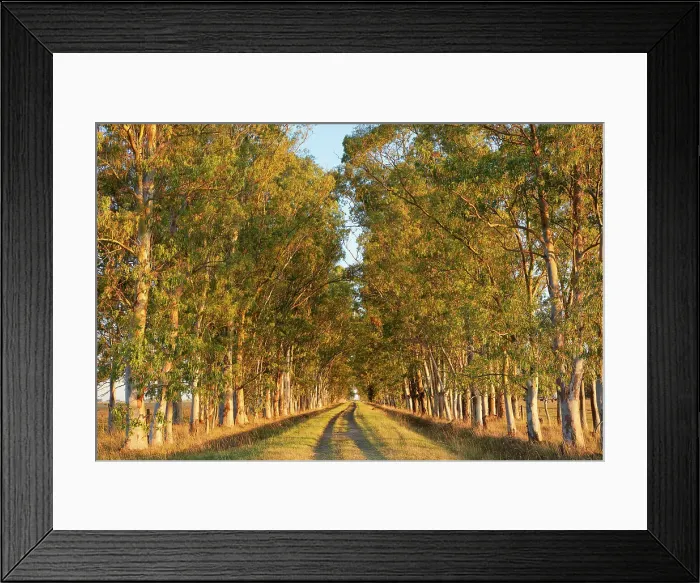 Framed Print : A row of eucalyptus trees at the entrance of an estancia in the Argentine pampas at sunset, Buenos Aires province, Argentina