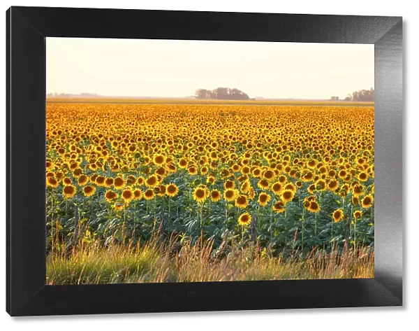 A field of sunflowers in the Argentine pampas, Colmar, Buenos Aires province, Argentina