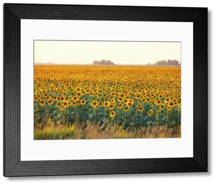 Framed Print : A field of sunflowers in the Argentine pampas, Colmar, Buenos Aires province, Argentina Framed Print : A field of sunflowers in the Argentine pampas, Colmar, Buenos Aires province, Argentina