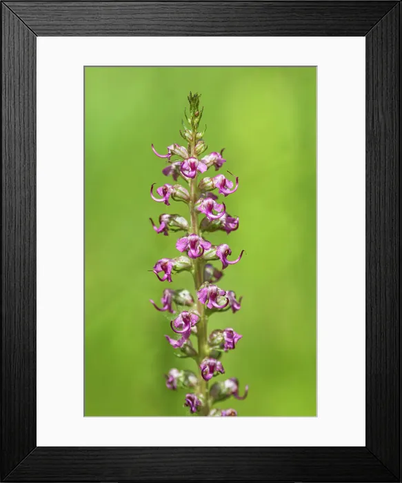 Framed Print : Elephanthead lousewort (Pedicularis groenlandica). Sunshine Meadows. Banff National Park, Alberta, Canada Framed Print : Elephanthead lousewort (Pedicularis groenlandica). Sunshine Meadows. Banff National Park, Alberta, Canada
