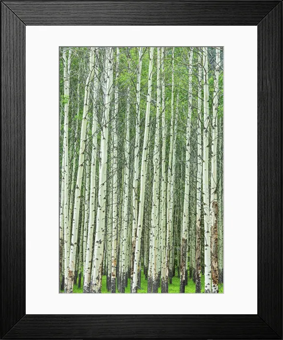 Framed Print : Trembling aspen trees (Populus tremuloides) in spring. Muleshoe Picnic Site, Banff National Park, Alberta, Canada