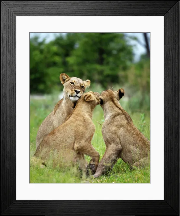Framed Print : Lion Pride, Okavango Delta, Botswana Framed Print : Lion Pride, Okavango Delta, Botswana