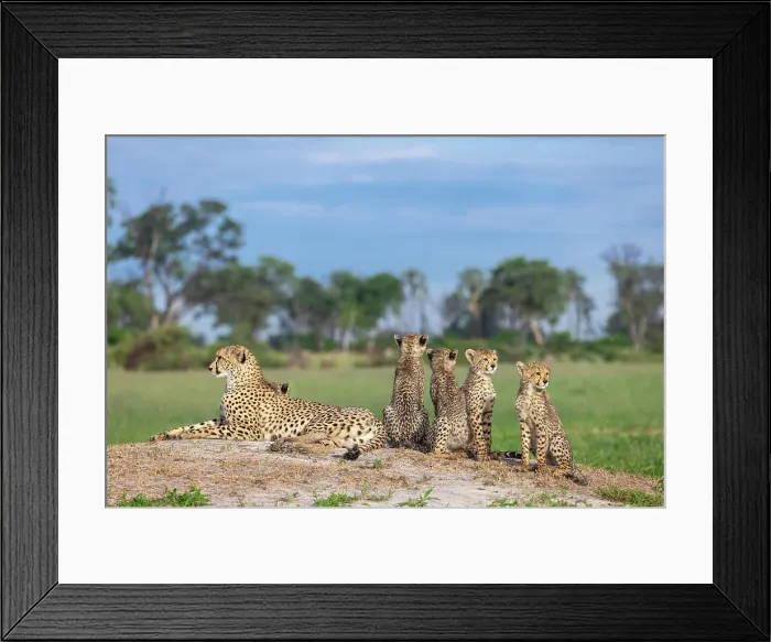 Framed Print : Cheetah family, Okavango Delta, Botswana Framed Print : Cheetah family, Okavango Delta, Botswana
