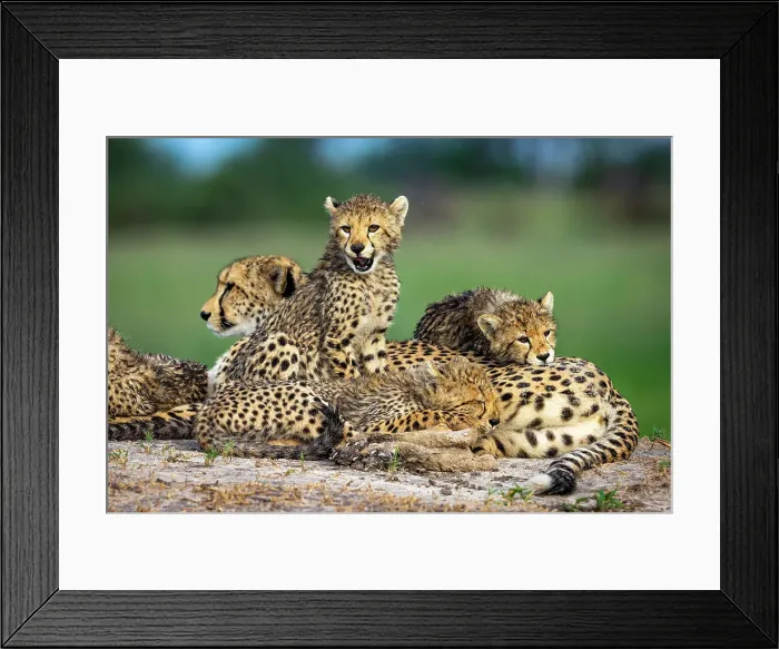 Framed Print : Cheetah family, Okavango Delta, Botswana Framed Print : Cheetah family, Okavango Delta, Botswana