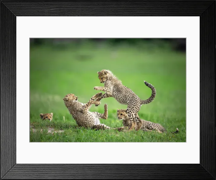 Framed Print : Cheetah Cubs playing, Okavango Delta, Botswana Framed Print : Cheetah Cubs playing, Okavango Delta, Botswana