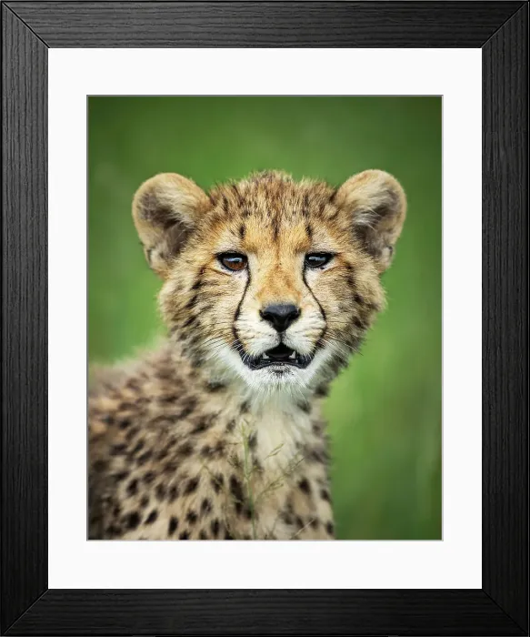 Framed Print : Cheetah Cub, Okavango Delta, Botswana Framed Print : Cheetah Cub, Okavango Delta, Botswana