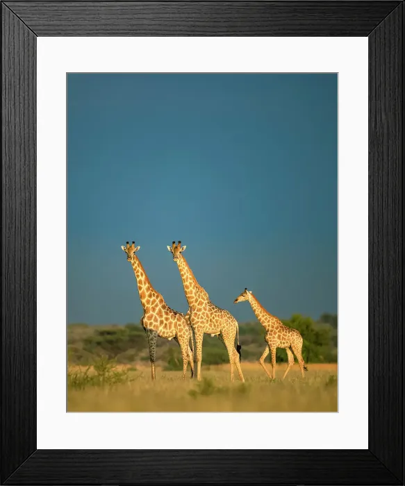 Framed Print : Giraffe Herd, Kalahari Desert, Botswana