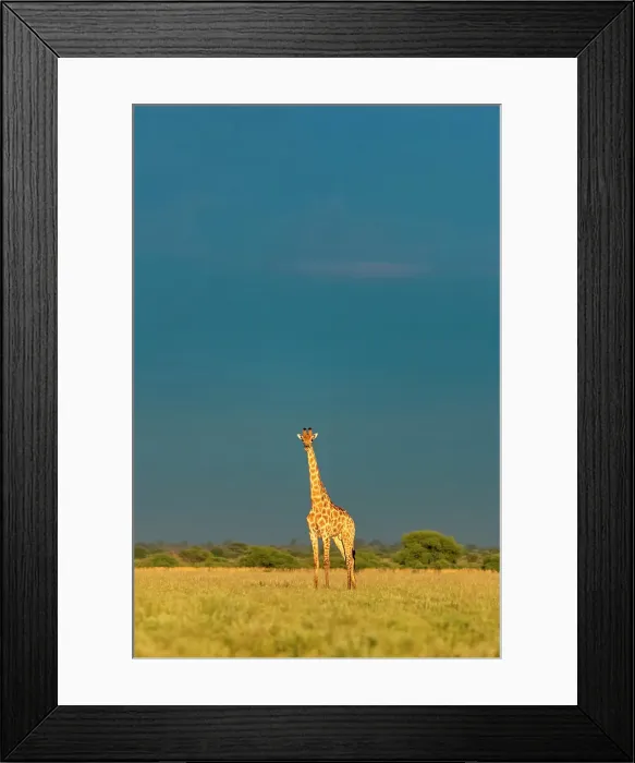 Framed Print : Giraffe, Kalahari Desert, Botswana Framed Print : Giraffe, Kalahari Desert, Botswana