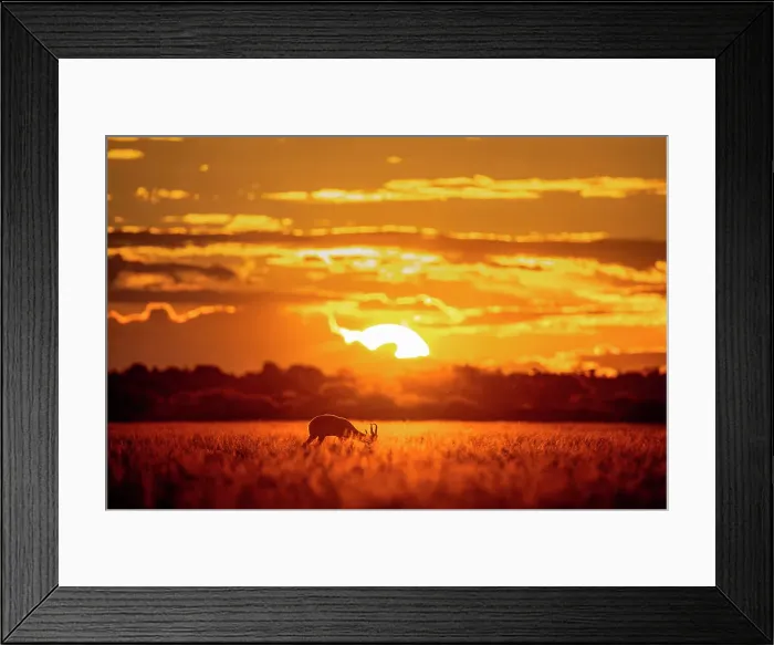 Framed Print : Springbok at sunset, Kalahari Desert, Botswana Framed Print : Springbok at sunset, Kalahari Desert, Botswana